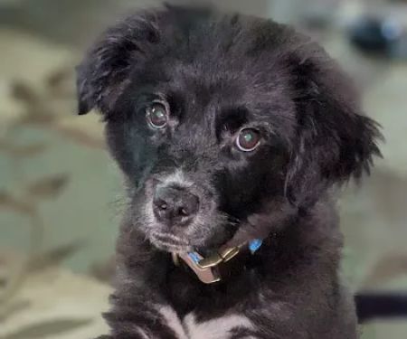 Muhlenberg County Animal Hospital