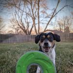 N-Balance Restorative Pet Health