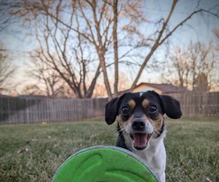 N-Balance Restorative Pet Health