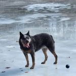 Otter Creek Veterinary Clinic