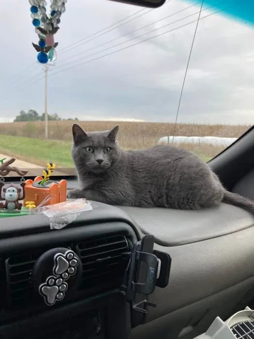 Marcus Remsen Veterinary Clinic Picture 1