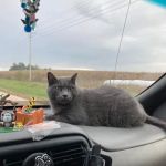 Marcus Remsen Veterinary Clinic