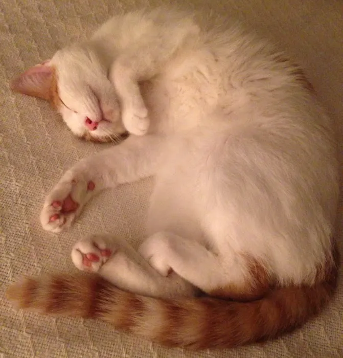 Countryside Veterinary Clinic Picture 1