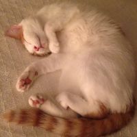 Countryside Veterinary Clinic ico