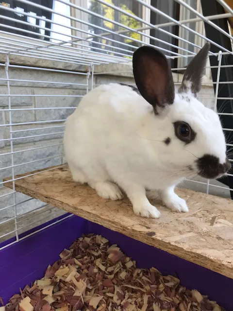 Countryside Veterinary Clinic Picture 3