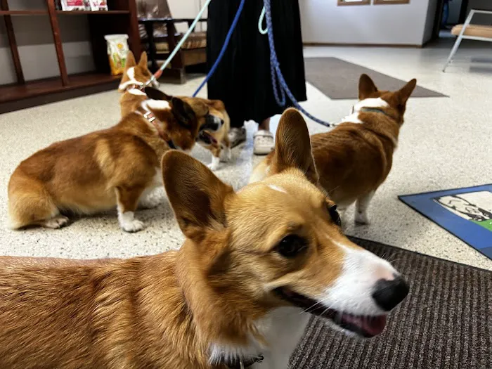 Anita Veterinary Clinic Picture 2