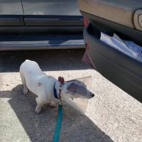 Anita Veterinary Clinic ico