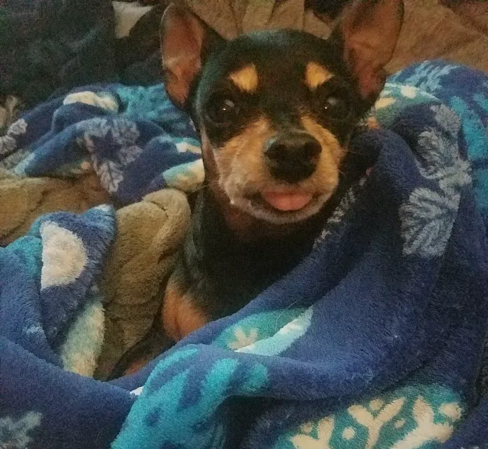 Anita Veterinary Clinic Picture 3