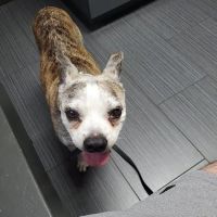 Creston Veterinary Clinic ico