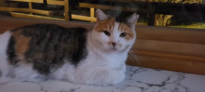 Creston Veterinary Clinic Picture 7