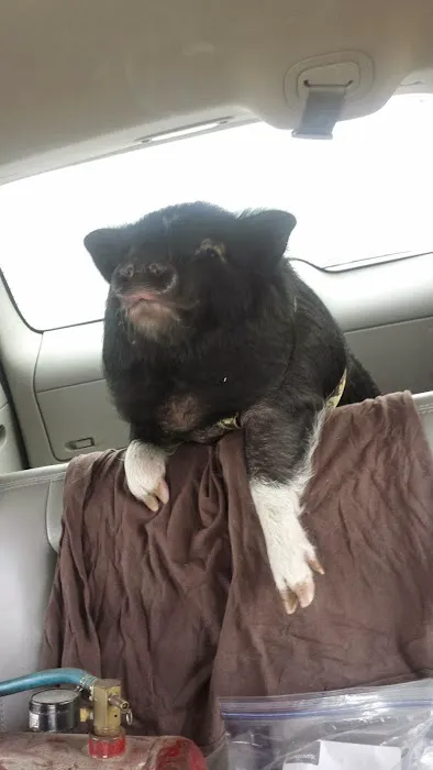 Southern Hills Veterinary Services Picture 5