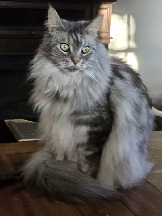 Southern Hills Veterinary Services Picture 1