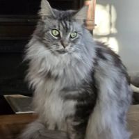 Southern Hills Veterinary Services ico