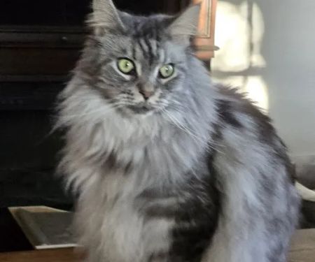 Southern Hills Veterinary Services