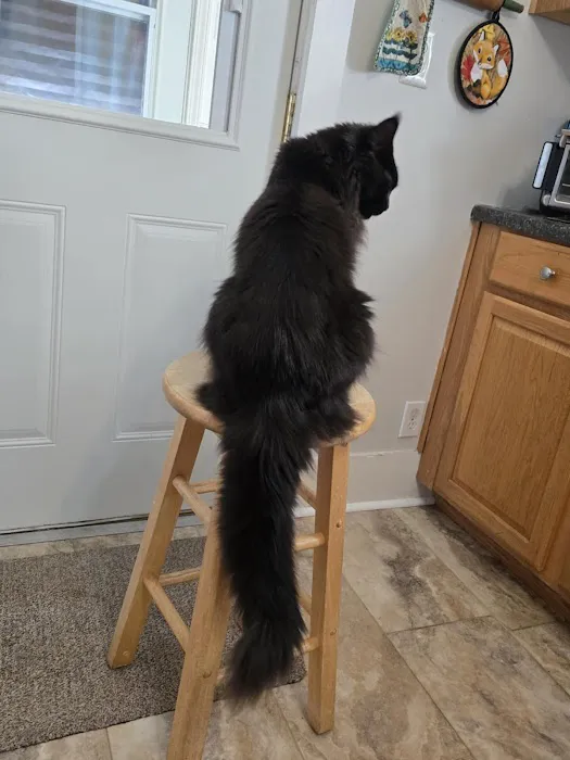 Southern Hills Veterinary Services Picture 2