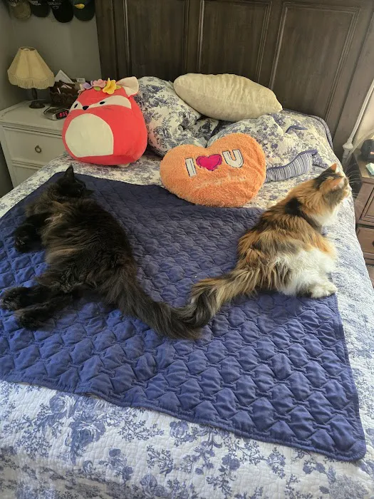 Southern Hills Veterinary Services Picture 4