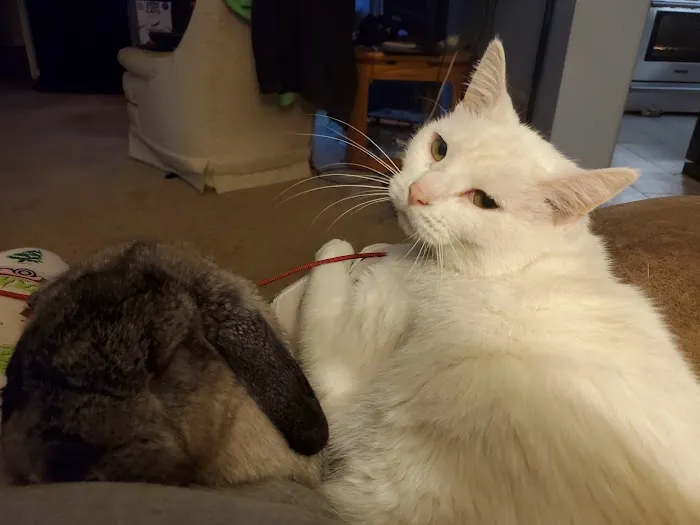 Southern Hills Veterinary Services Picture 6