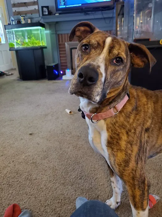 Southern Hills Veterinary Services Picture 7