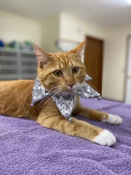 Lindquist Veterinary Care Center Picture 1