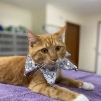 Lindquist Veterinary Care Center ico