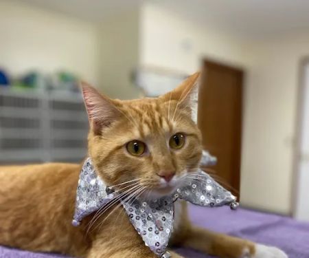 Lindquist Veterinary Care Center