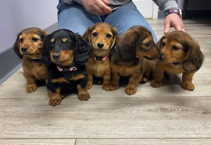 Lindquist Veterinary Care Center Picture 7