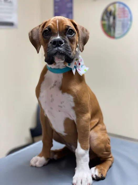 Kirksville Small Animal Hospital Picture 1