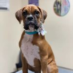 Kirksville Small Animal Hospital