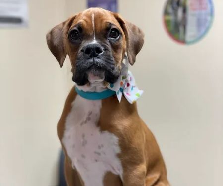 Kirksville Small Animal Hospital