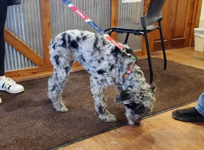 Kirksville Small Animal Hospital Picture 5