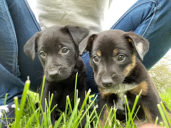 Kirksville Small Animal Hospital Picture 7