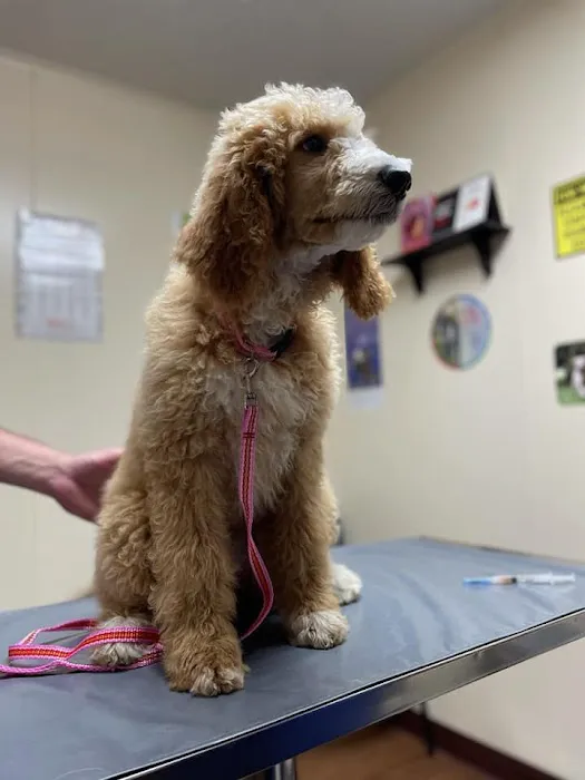 Kirksville Small Animal Hospital Picture 6