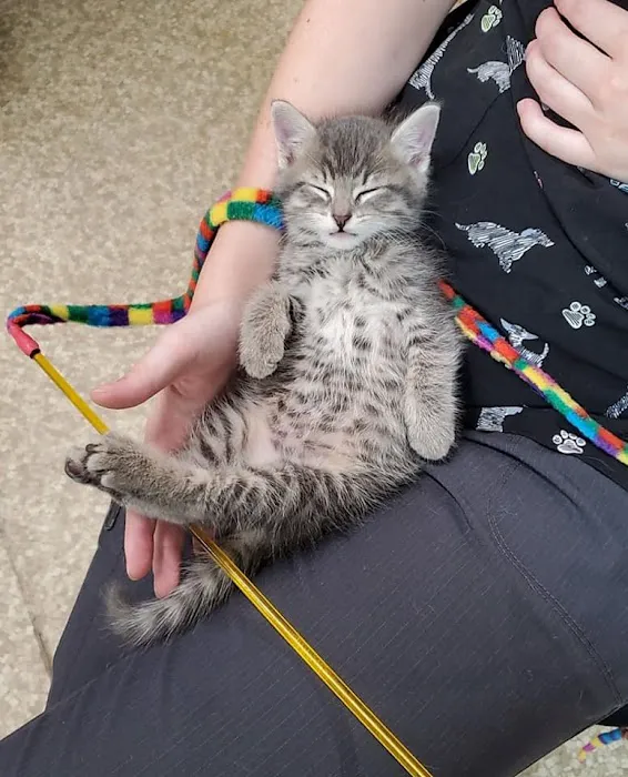 Kirksville Small Animal Hospital Picture 3