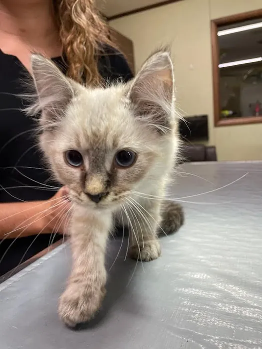 Kirksville Small Animal Hospital Picture 4