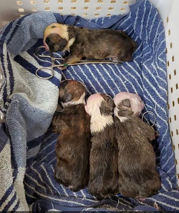 Kirksville Small Animal Hospital Picture 10