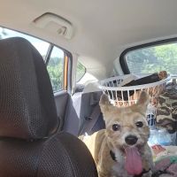 LaPlata Veterinary Clinic ico