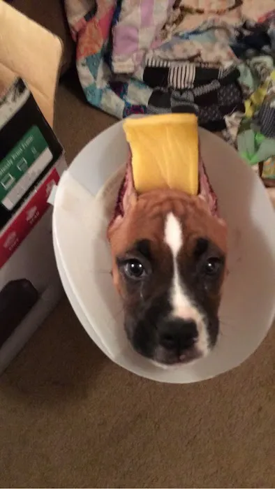 Fairfield Veterinary Hospital Picture 1