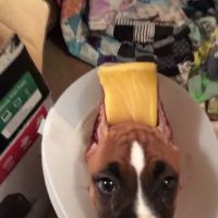 Fairfield Veterinary Hospital ico