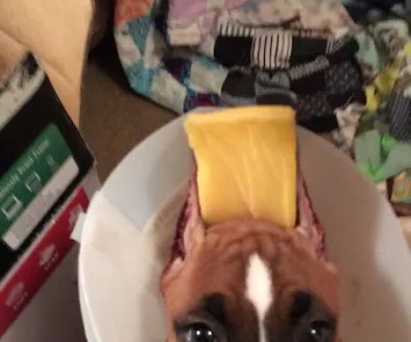 Fairfield Veterinary Hospital