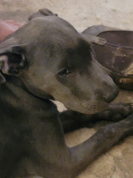 Crestview Veterinary Hospital Picture 4