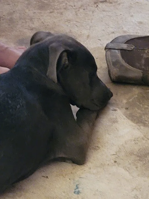 Crestview Veterinary Hospital Picture 3