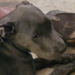 Wayne County Veterinary