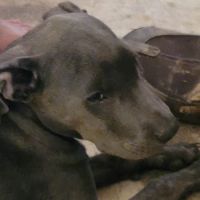 Wayne County Veterinary ico