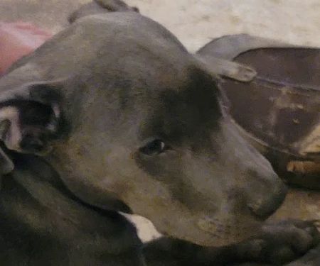 Wayne County Veterinary