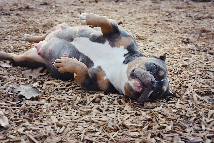 Central Hospital For Animals Picture 2