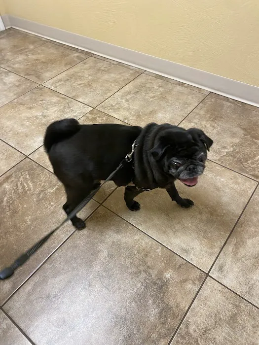 Central Hospital For Animals Picture 1