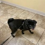 Central Hospital For Animals