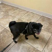 Central Hospital For Animals ico