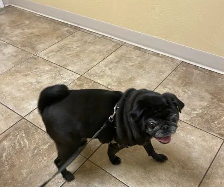 Central Hospital For Animals