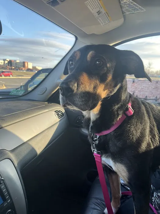 Central Hospital For Animals Picture 3